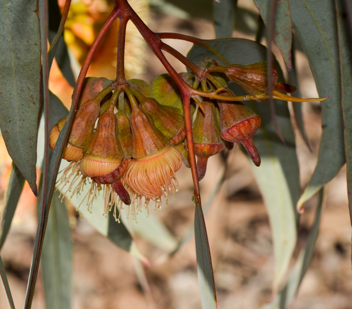 Image of genus Eucalyptus specimen.