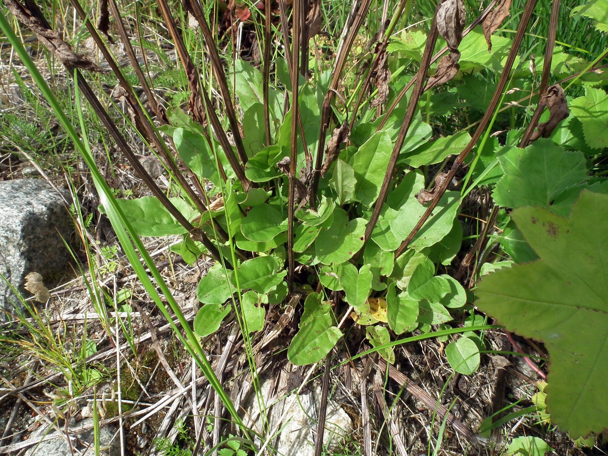 Image of Rumex lapponicus specimen.