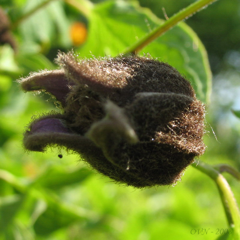 Image of Clematis fusca specimen.