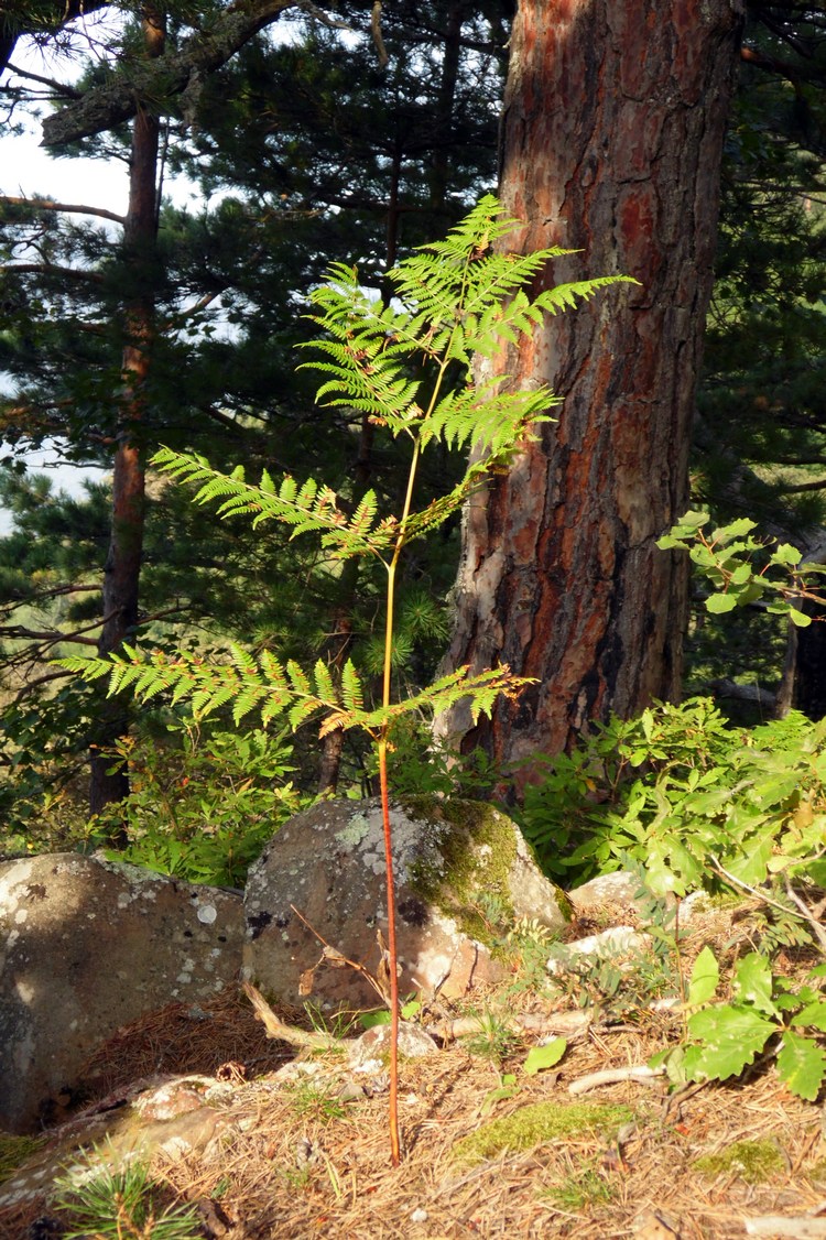 Изображение особи Pteridium aquilinum.