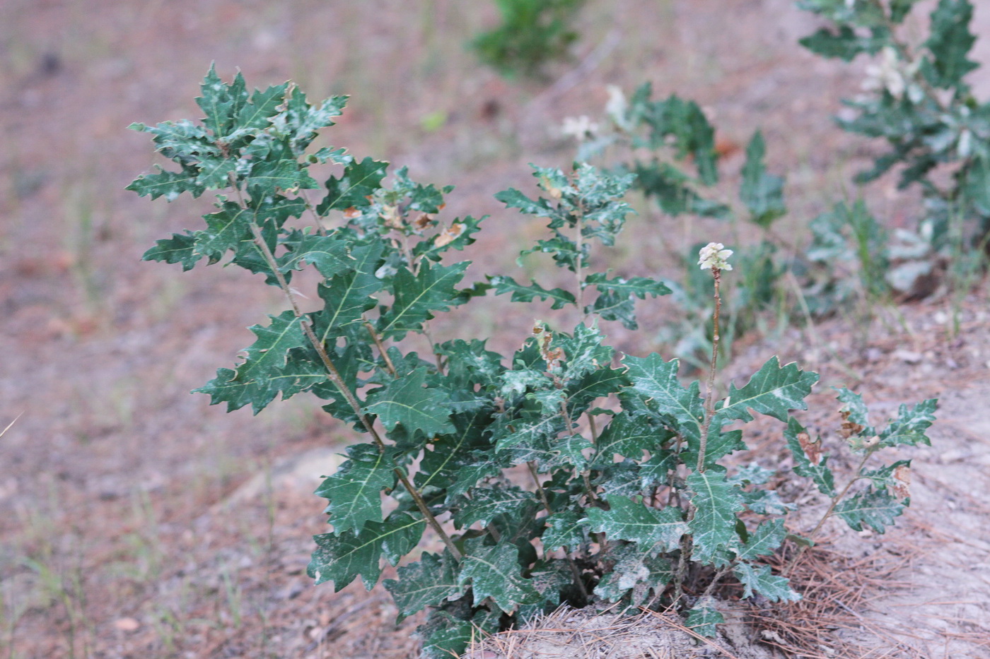 Image of genus Quercus specimen.