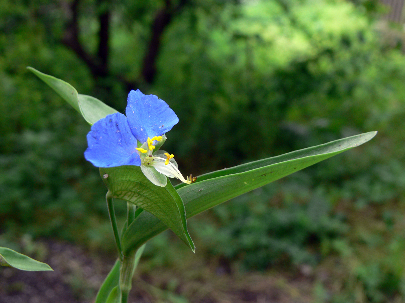 Image of Commelina communis specimen.