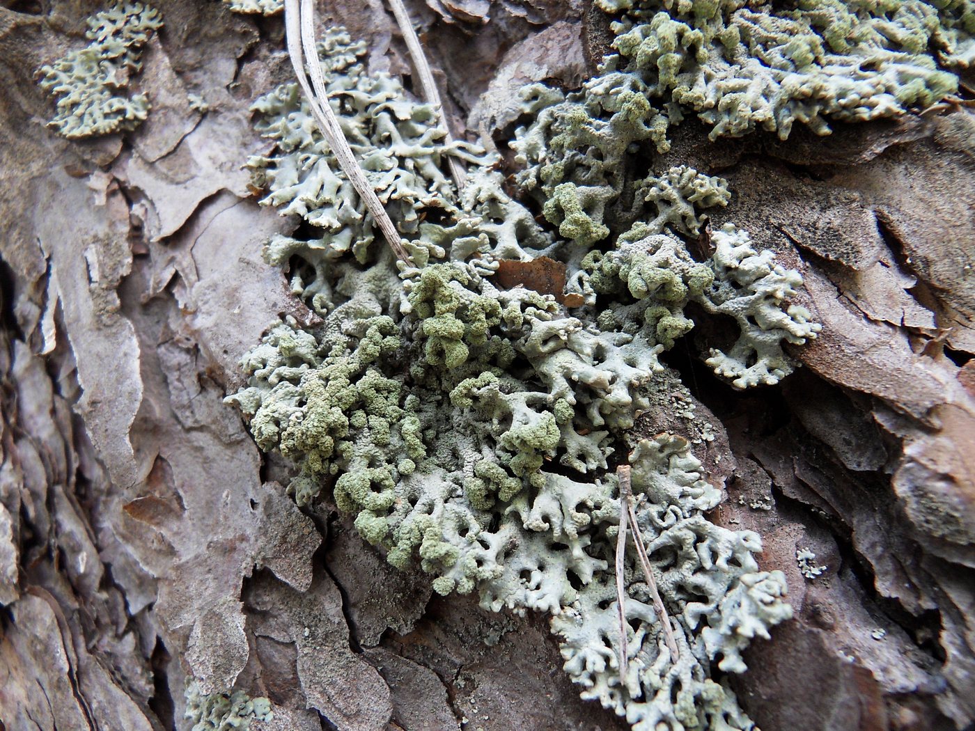 Image of Hypogymnia tubulosa specimen.