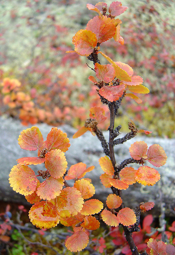 Image of Betula exilis specimen.