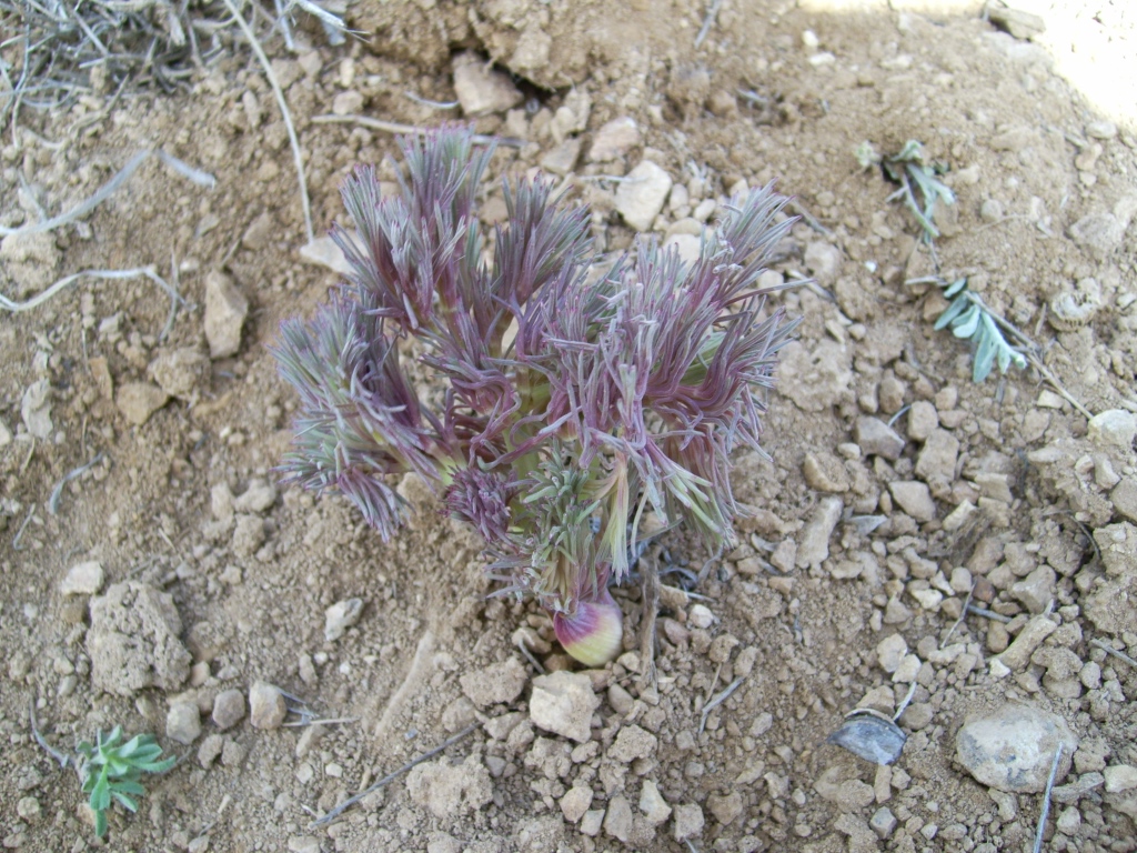 Image of Prangos acaulis specimen.