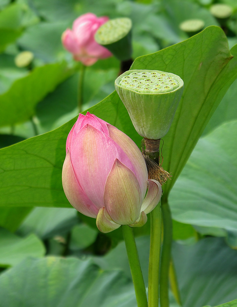 Image of Nelumbo komarovii specimen.