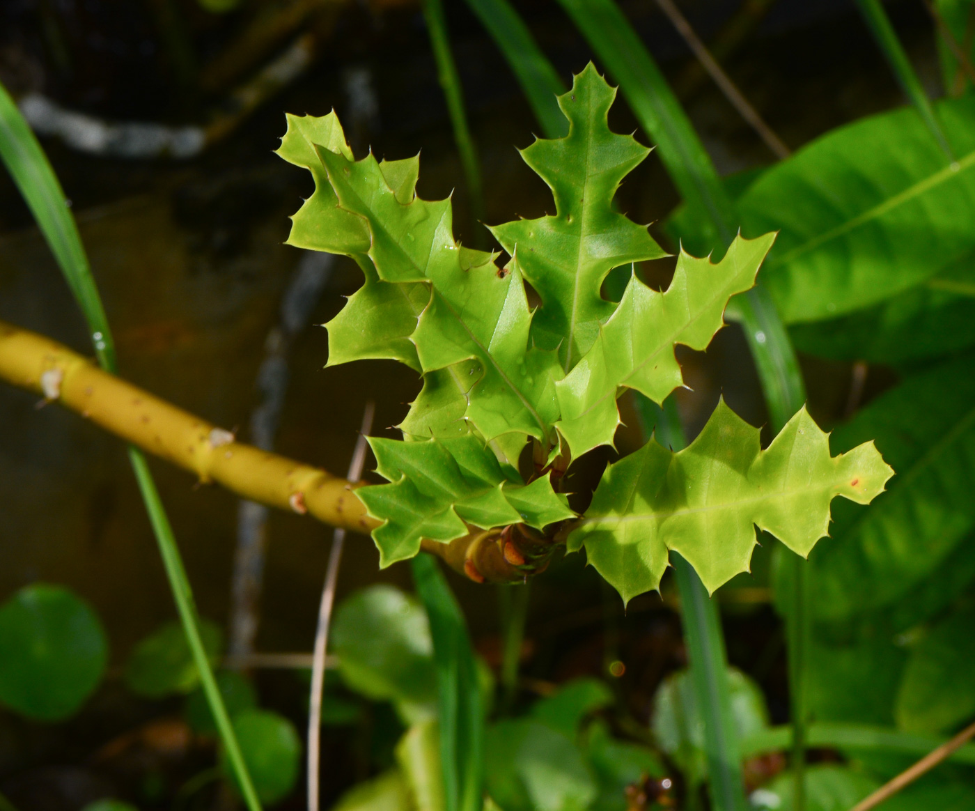 Image of Acanthus ilicifolius specimen.