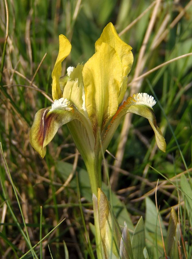 Image of Iris pumila specimen.