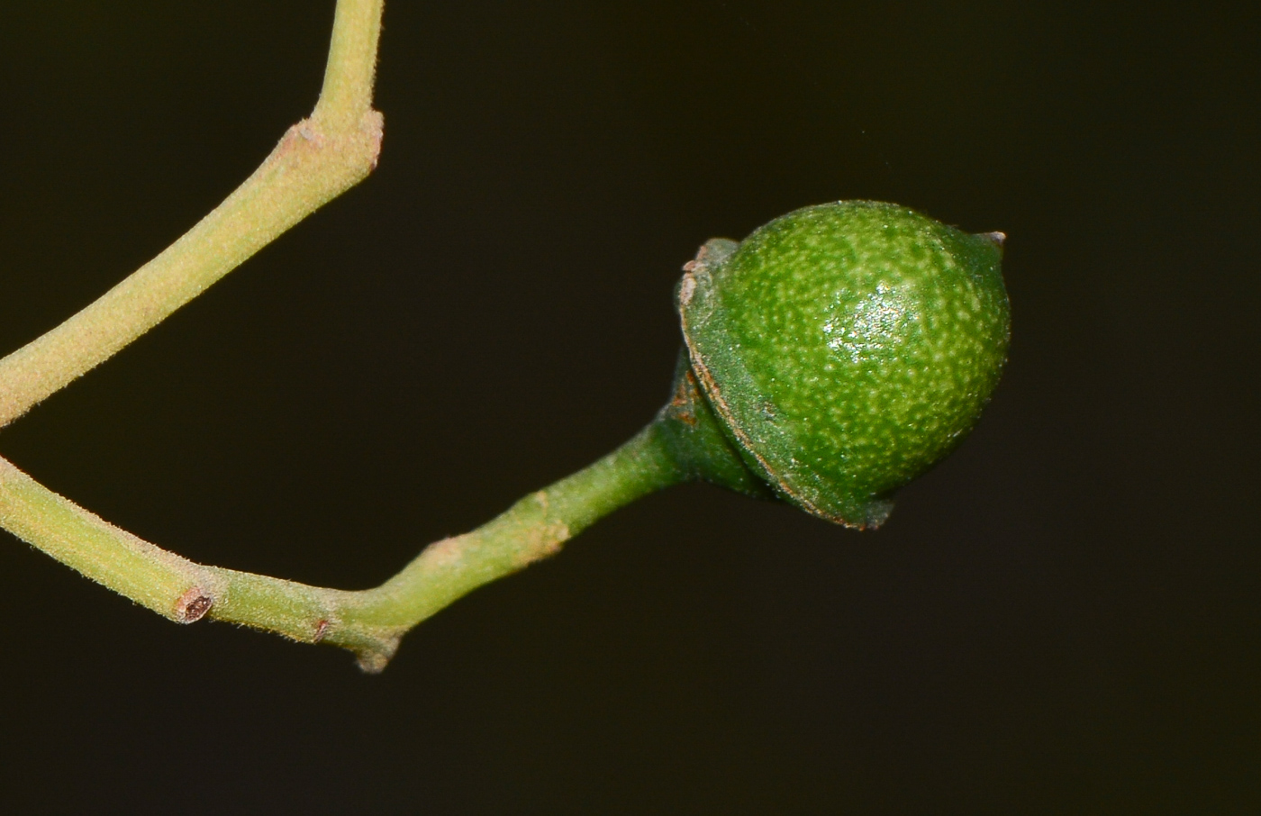 Image of Alphitonia excelsa specimen.