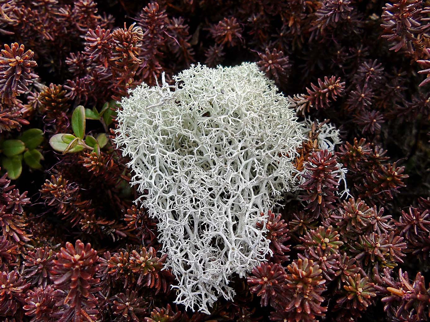 Изображение особи Cladonia portentosa.