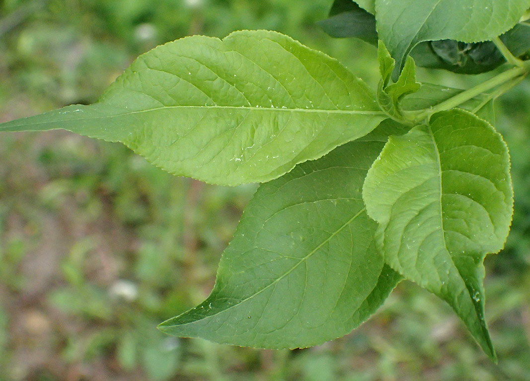 Image of Euonymus europaeus specimen.