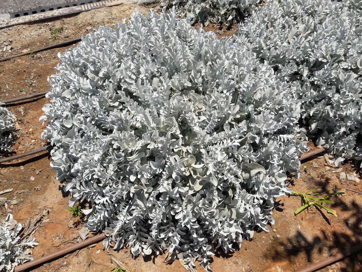 Image of Centaurea cineraria specimen.