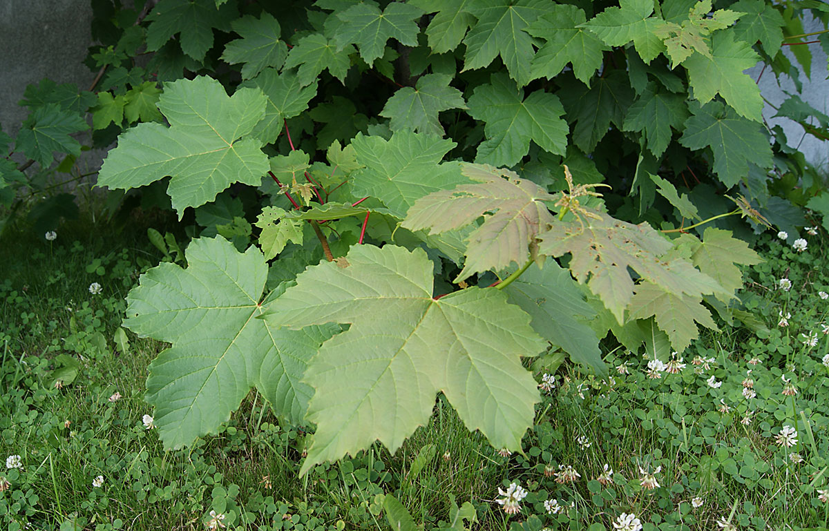 Image of Acer pseudoplatanus specimen.