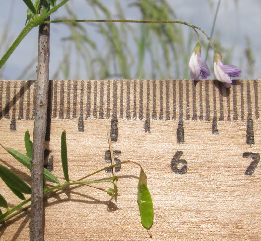 Image of Vicia tetrasperma specimen.