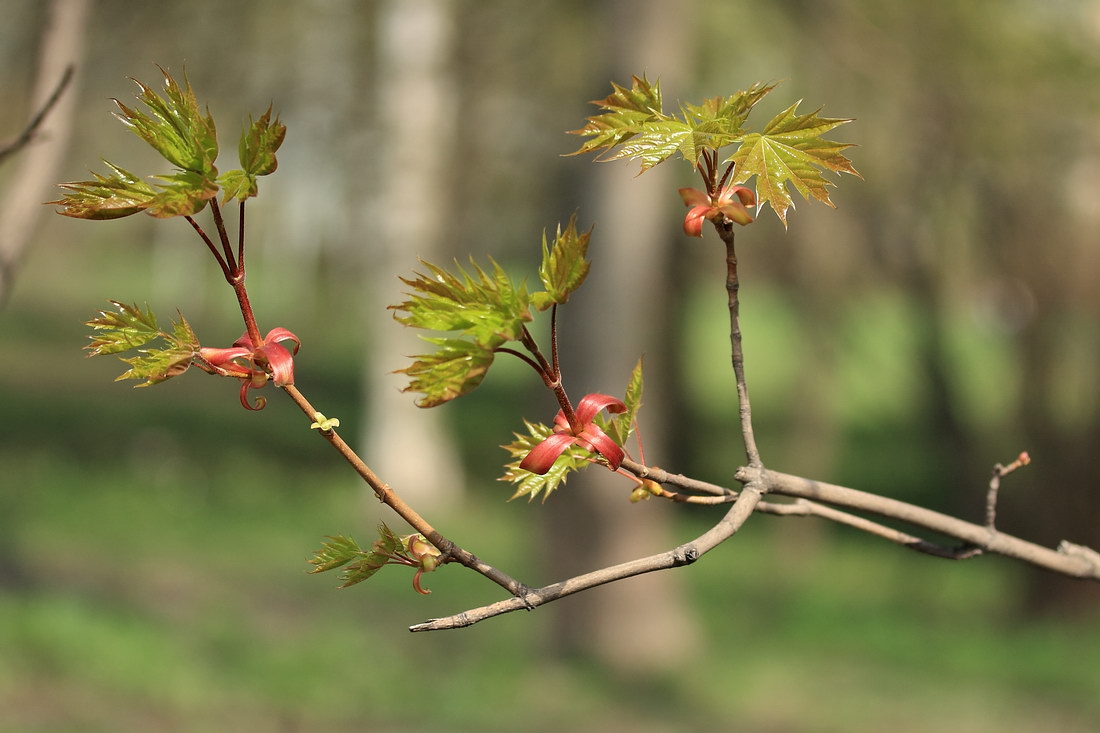 Image of Acer platanoides specimen.