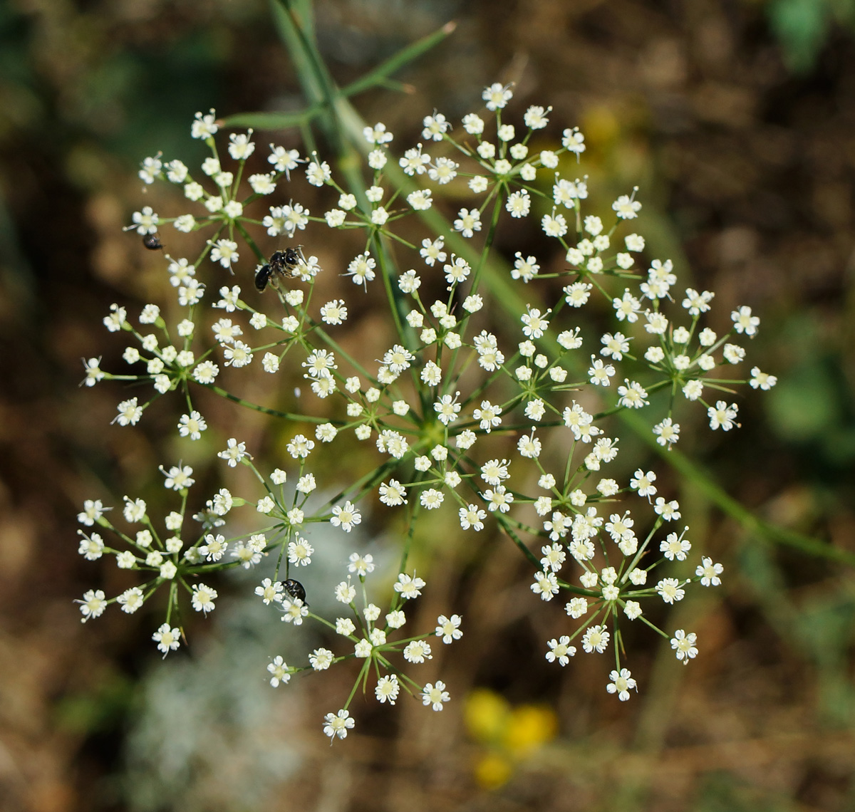 Image of Falcaria vulgaris specimen.