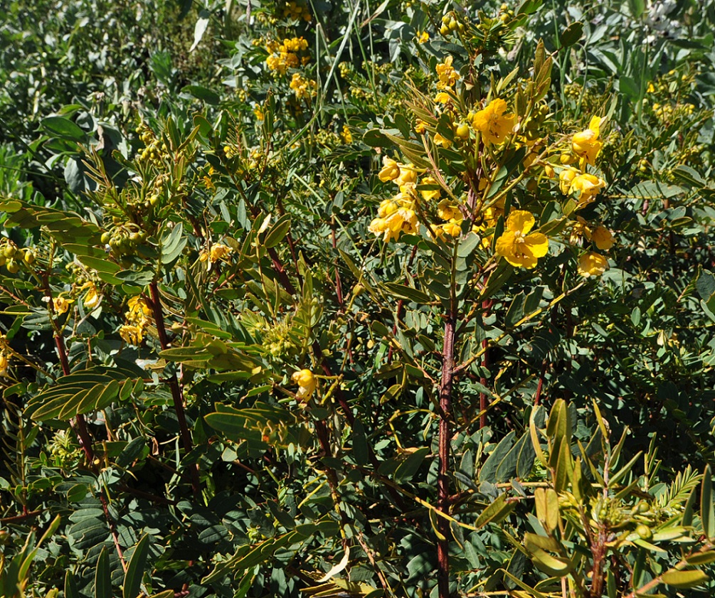 Image of genus Senna specimen.