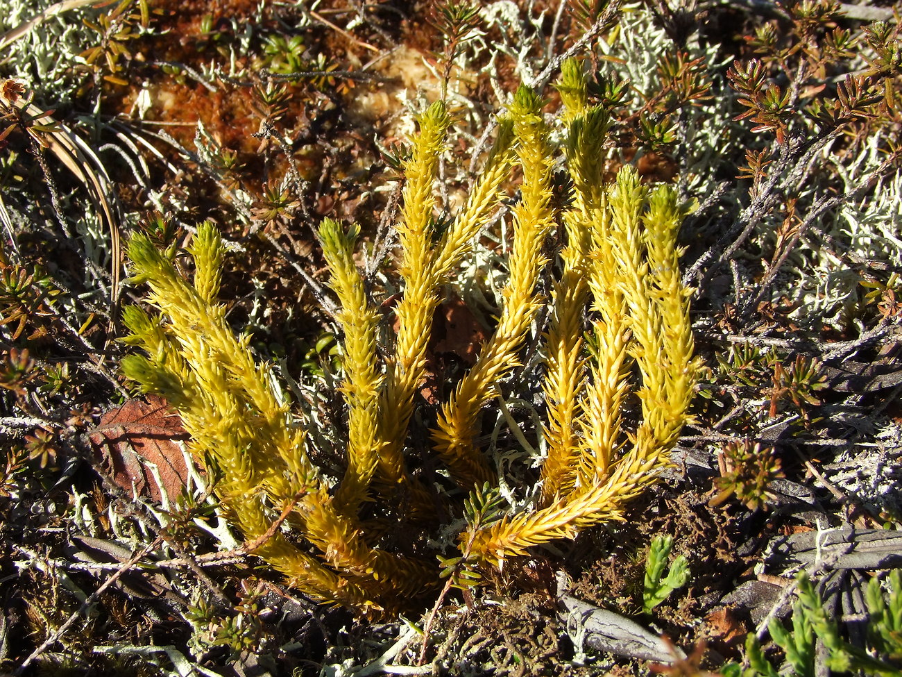 Image of Huperzia appressa specimen.