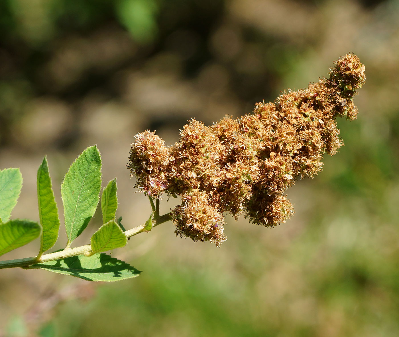 Image of Spiraea &times; billardii specimen.