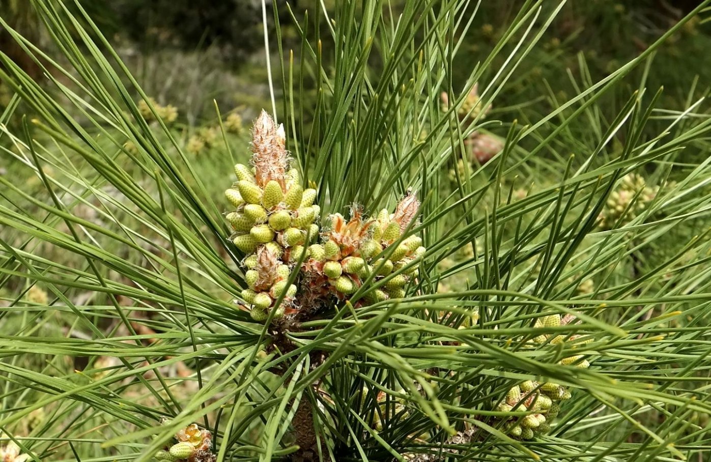 Image of Pinus pityusa specimen.