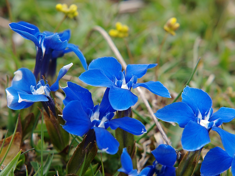 Изображение особи Gentiana angulosa.