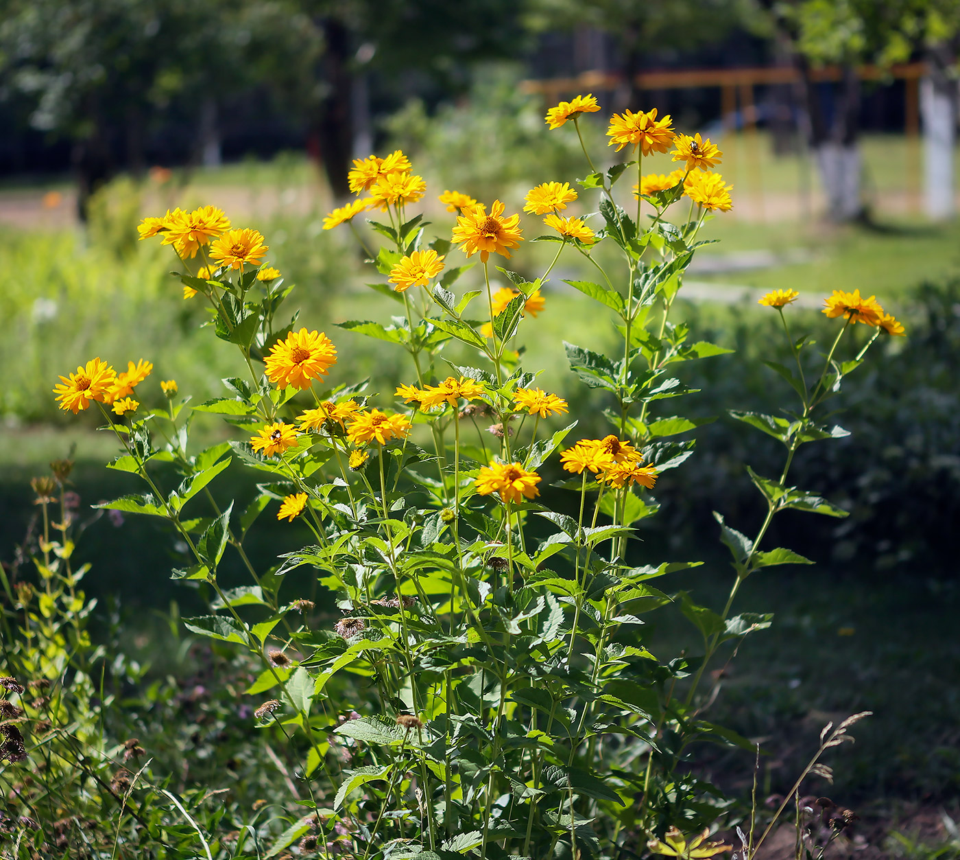 Image of Heliopsis helianthoides specimen.