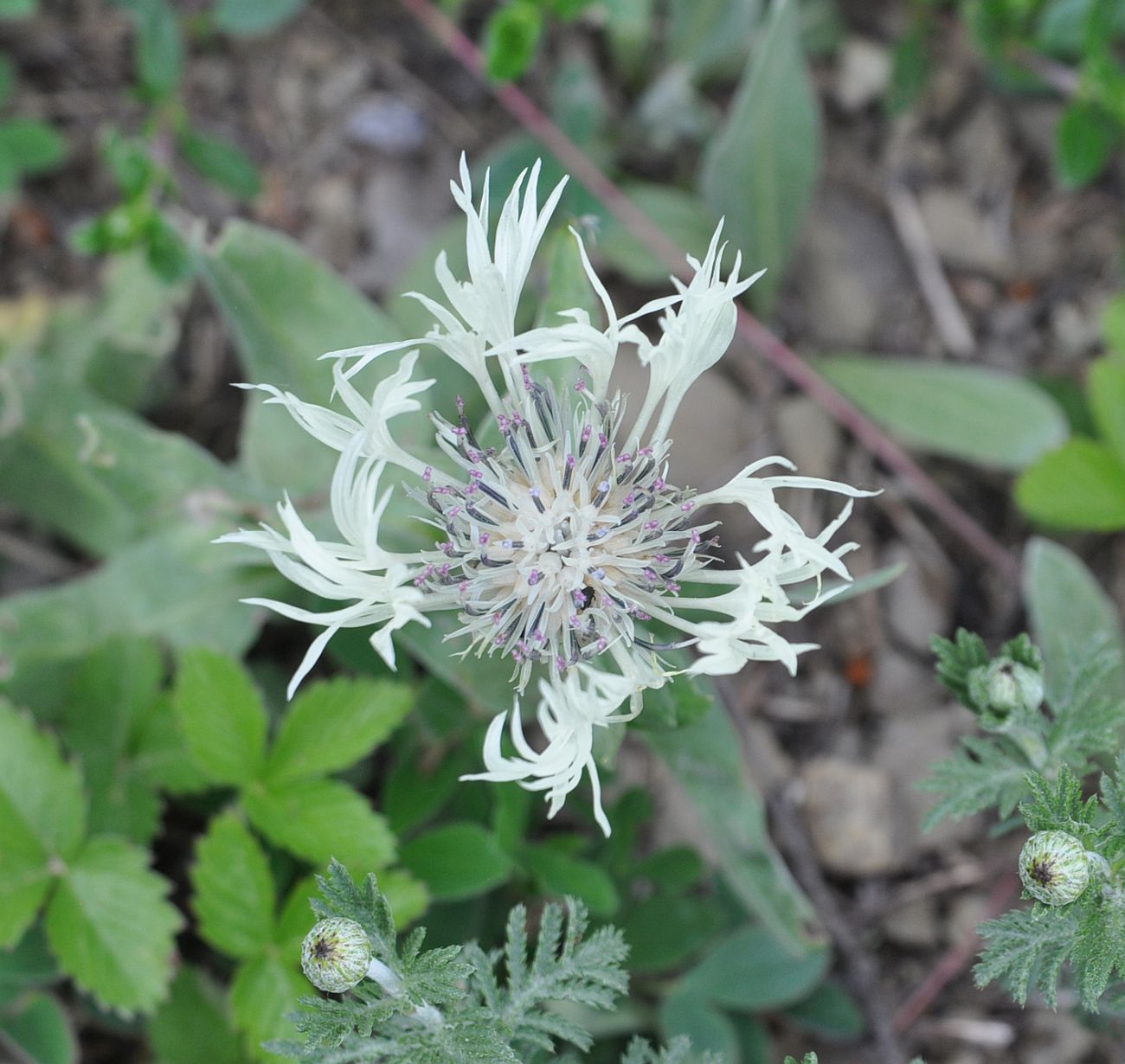 Image of Centaurea cheiranthifolia specimen.