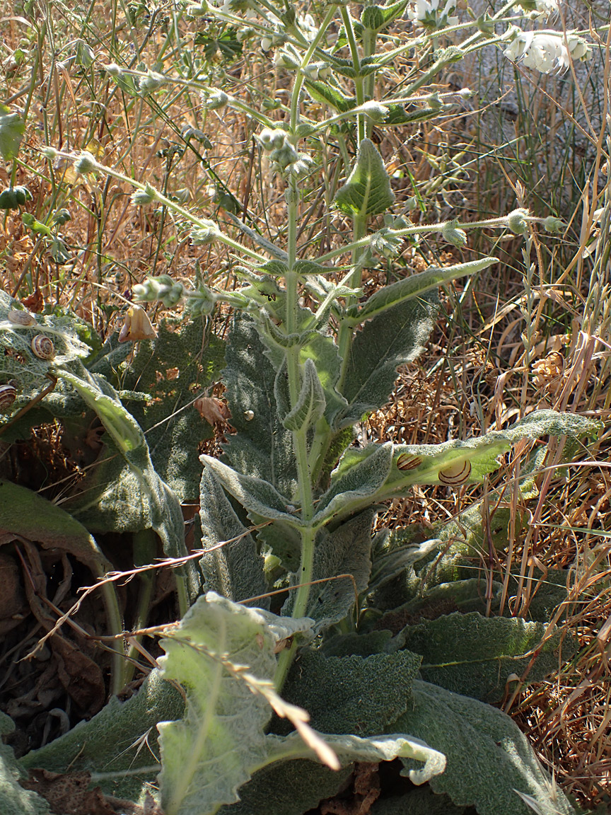 Изображение особи Salvia argentea.