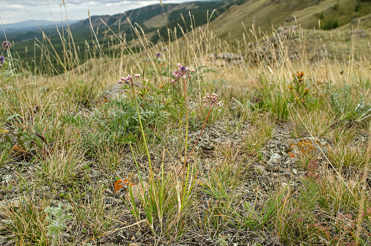 Image of Allium rubens specimen.