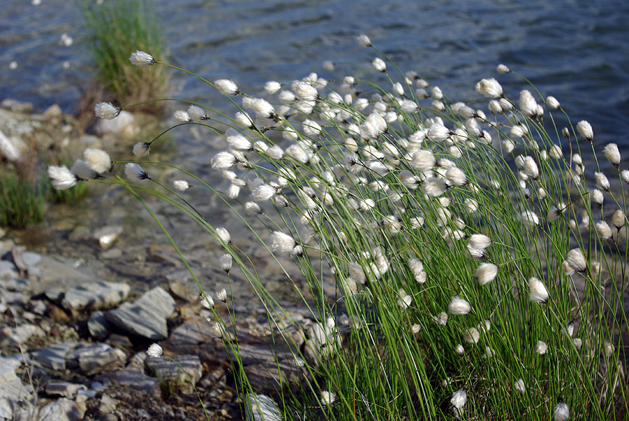 Изображение особи род Eriophorum.