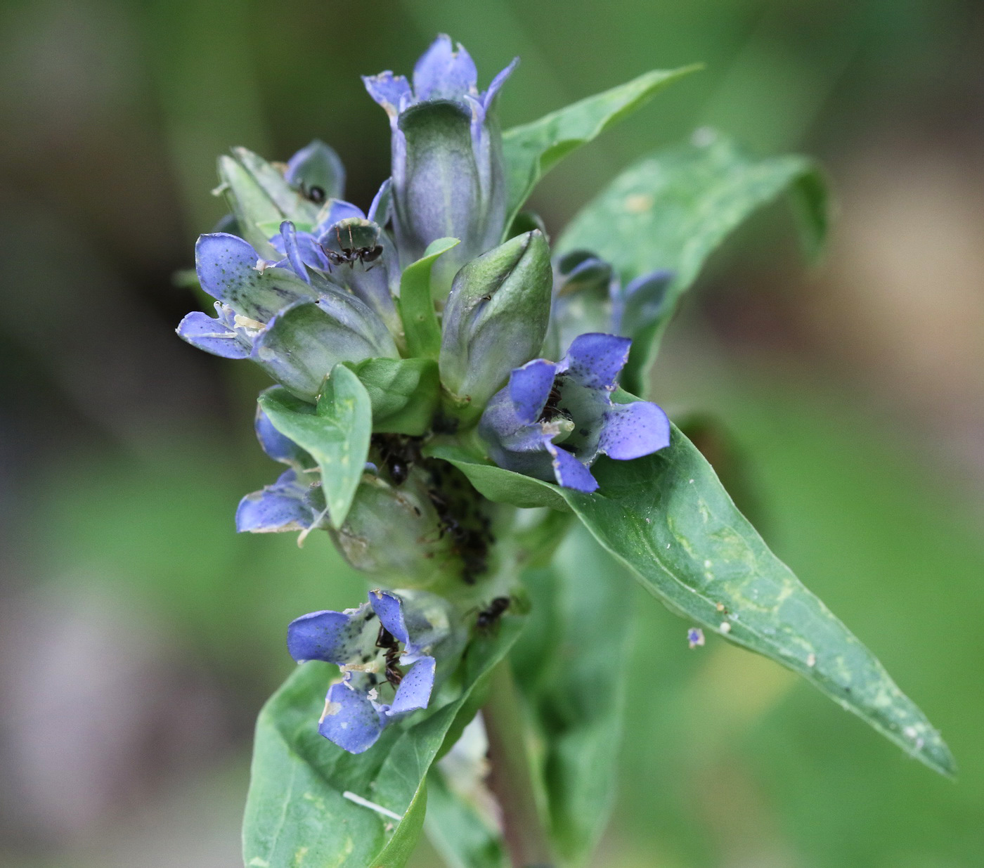 Image of Gentiana cruciata specimen.