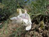 Vicia costata. Соцветие. Республика Тыва, Эрзинский р-н, низовье р. Нарын, склон песчаного оврага. 23.07.2018.