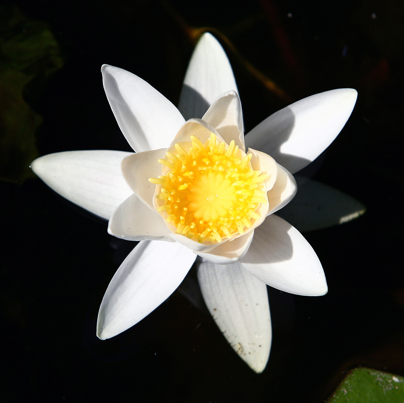 Image of Nymphaea candida specimen.