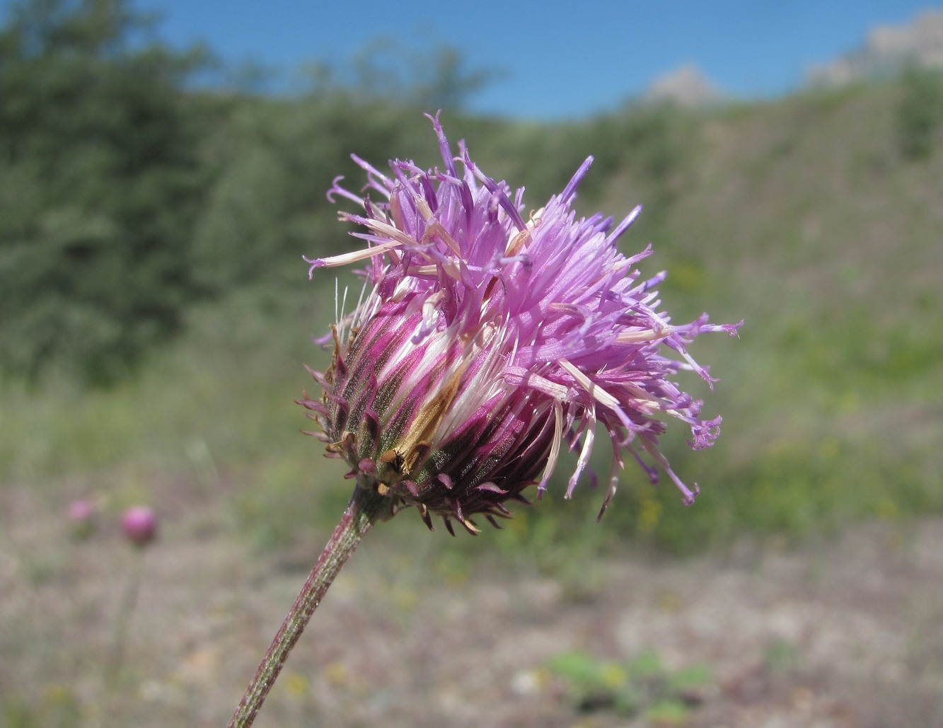 Image of Jurinea alata specimen.