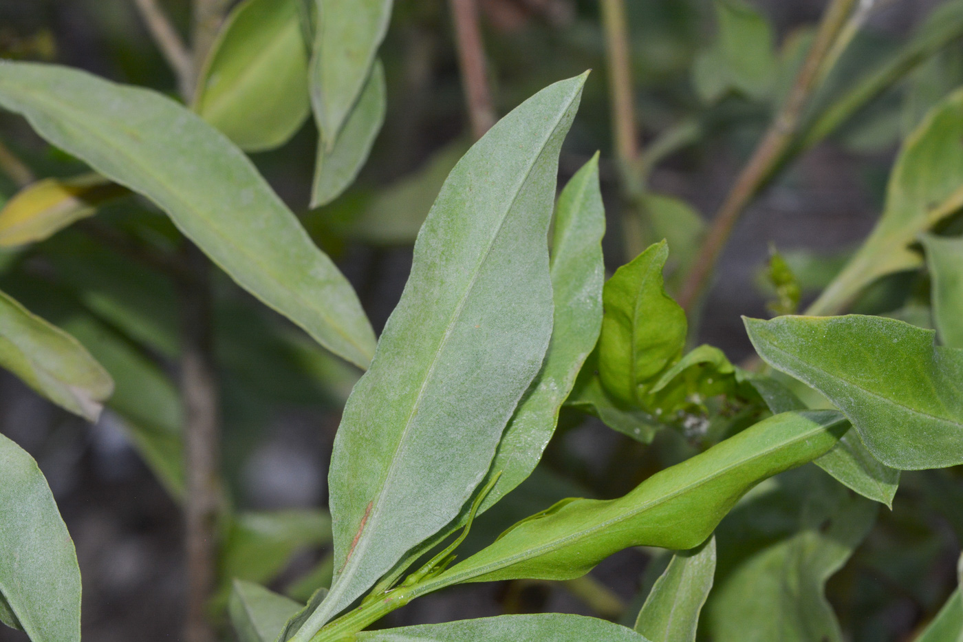 Image of familia Asteraceae specimen.