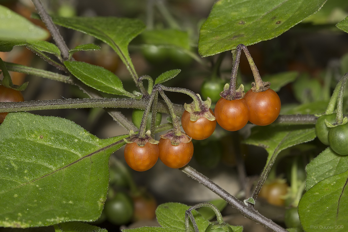 Image of Solanum zelenetzkii specimen.