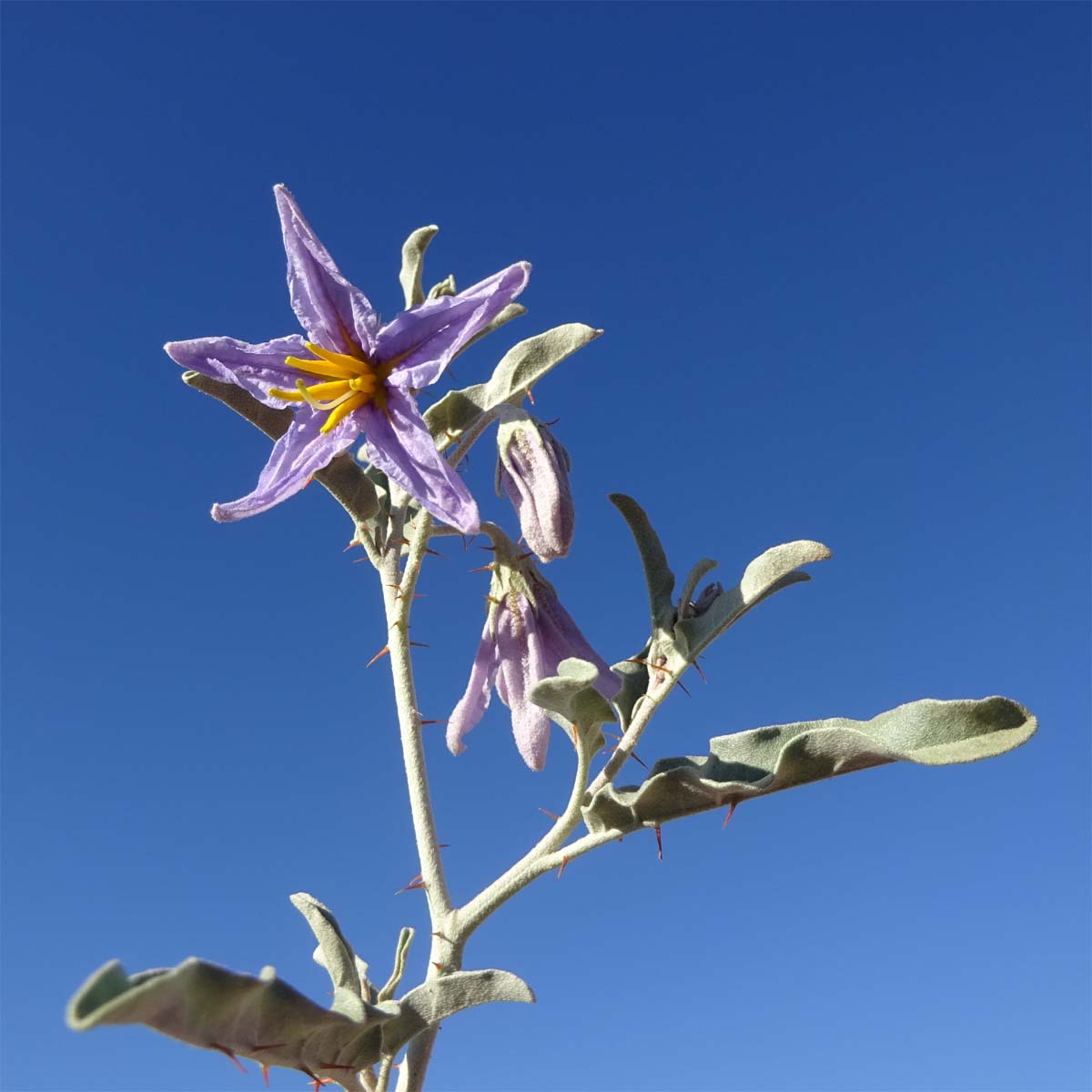 Изображение особи Solanum elaeagnifolium.