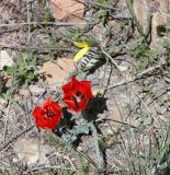 Tulipa florenskyi