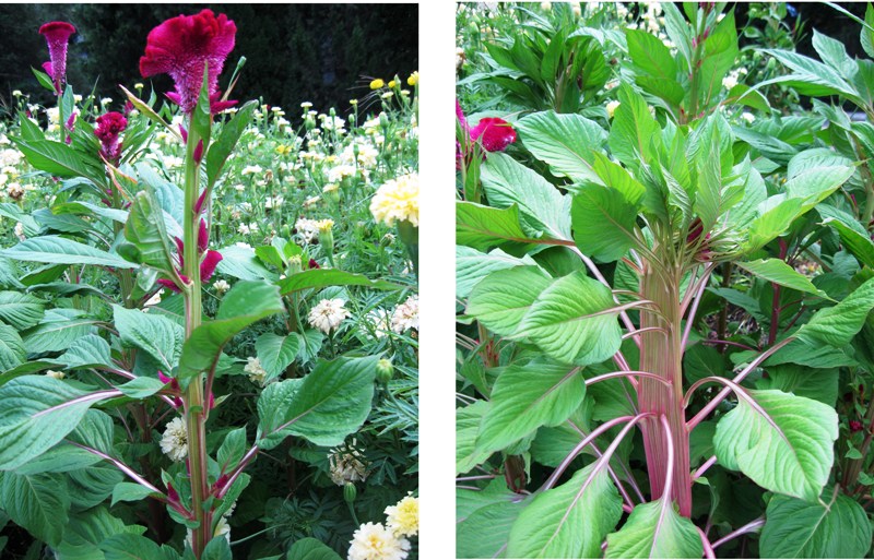 Image of Celosia cristata specimen.