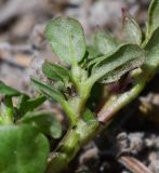 Trianthema portulacastrum