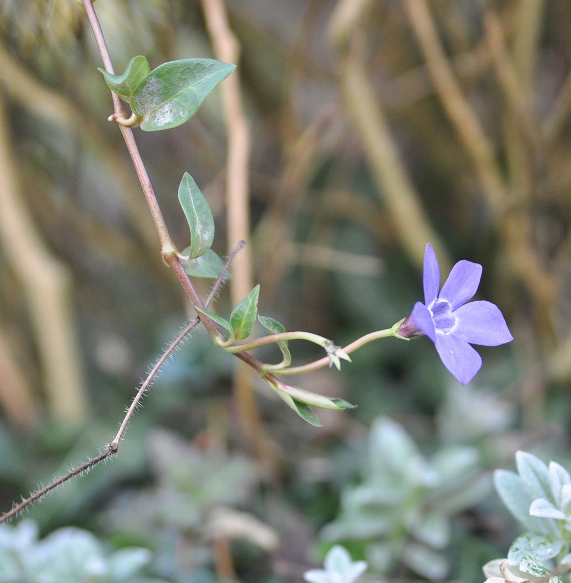 Image of genus Vinca specimen.