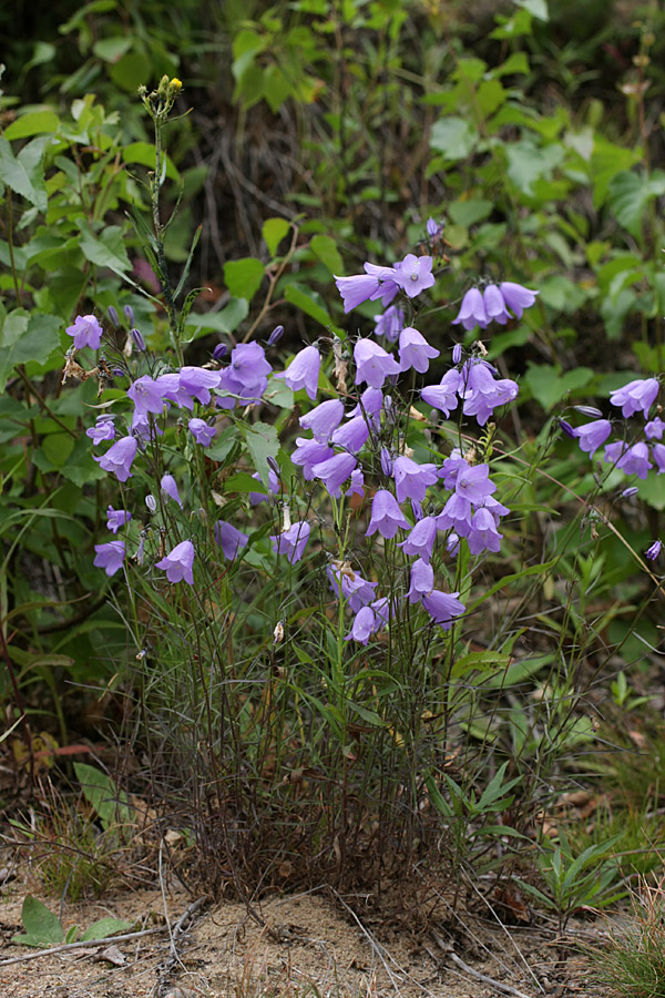 Image of Campanula rotundifolia specimen.