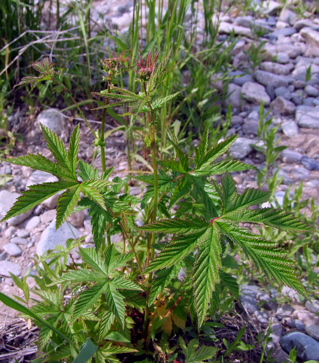 Image of Filipendula palmata specimen.