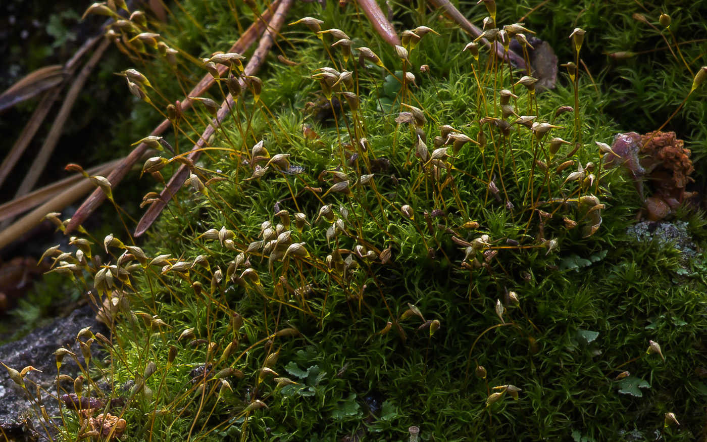 Изображение особи Cynodontium strumiferum.