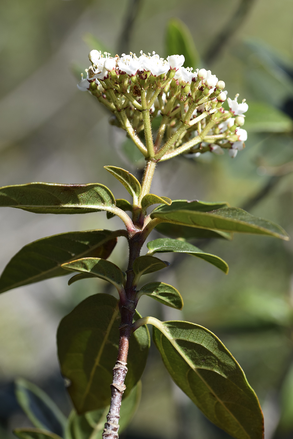 Изображение особи Viburnum tinus.