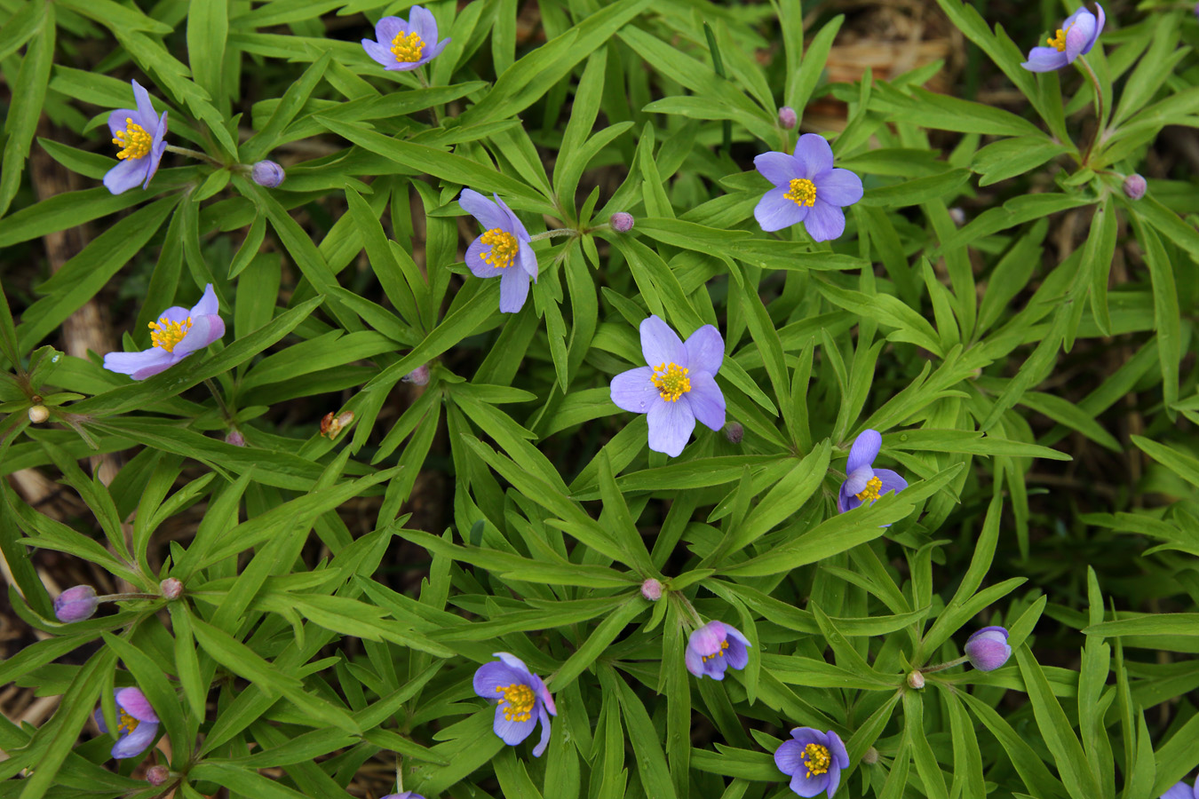 Изображение особи Anemone caerulea.