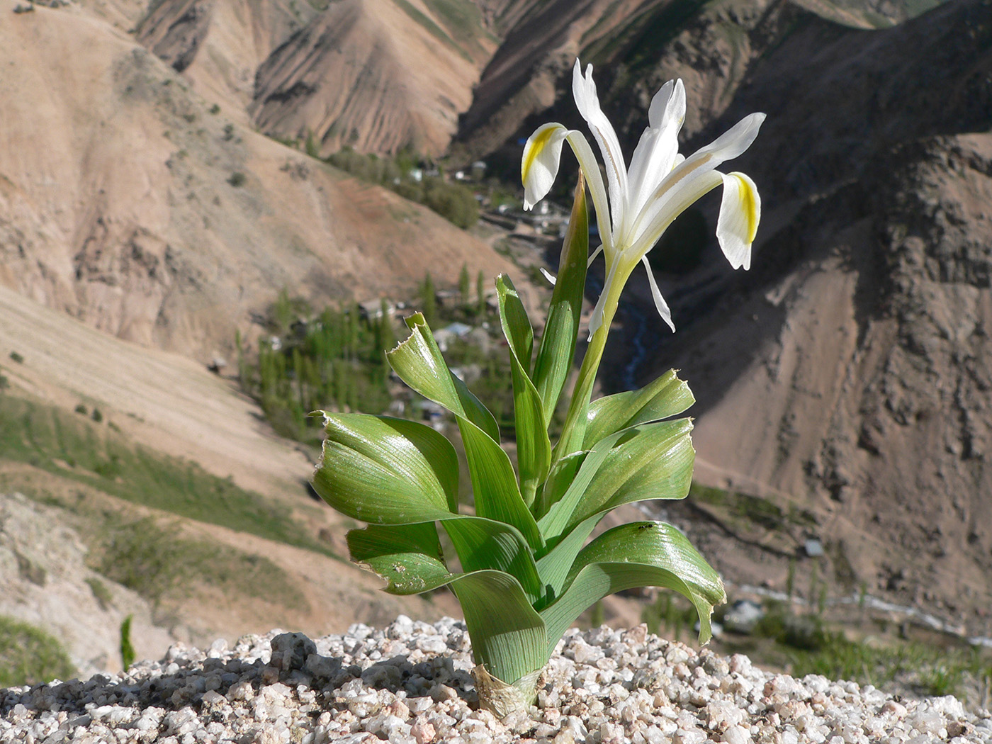 Image of Juno vicaria specimen.