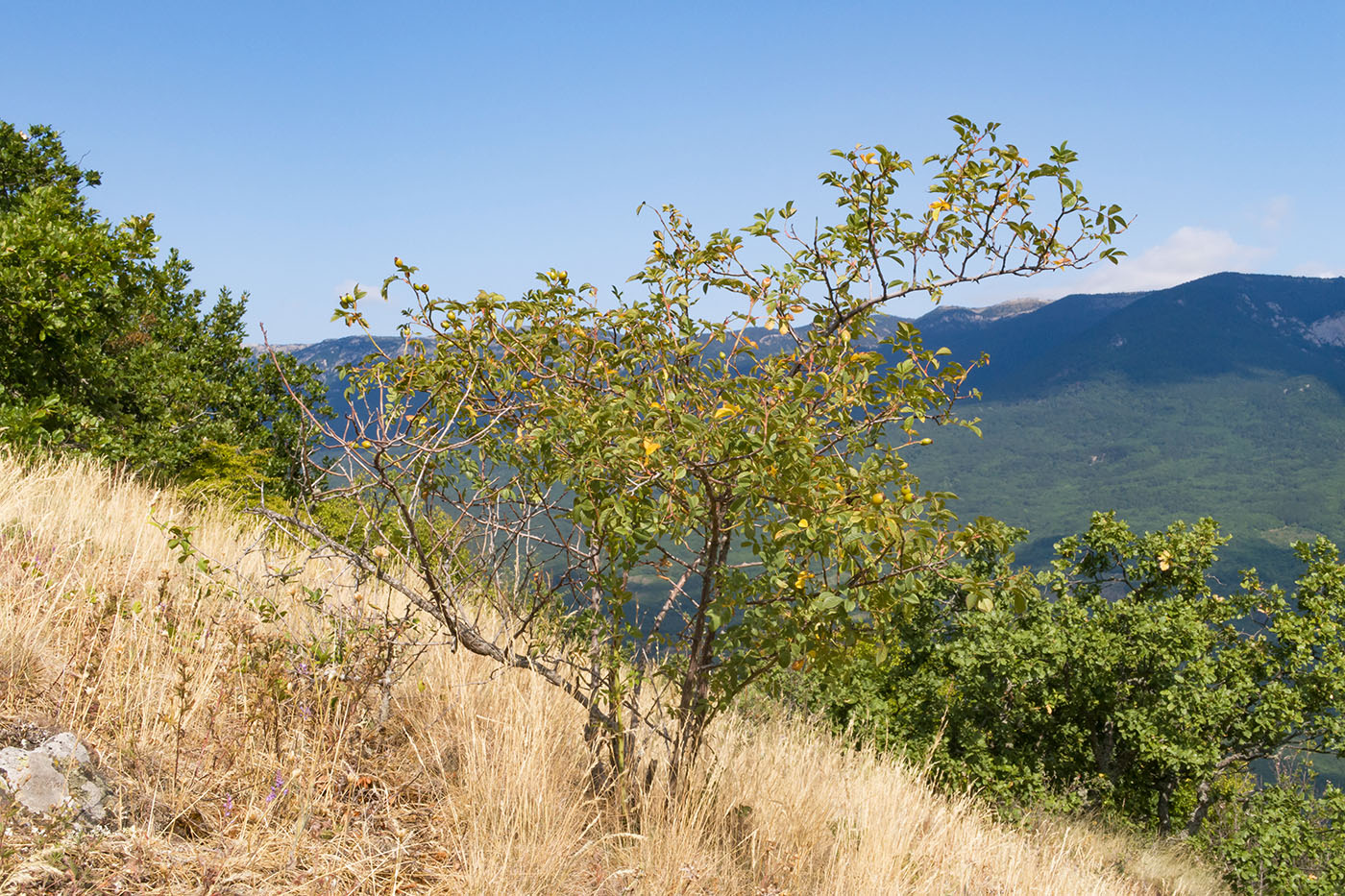 Image of Rosa canina specimen.