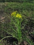 Gagea spathacea