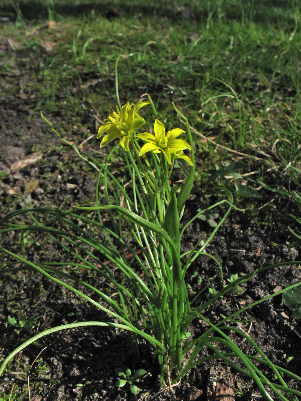 Image of Gagea spathacea specimen.